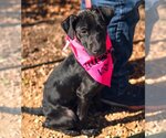 Small Photo #1 Mutt Puppy For Sale in Bullard, TX, USA