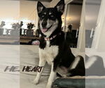 Small #1 Siberian Husky Mix
