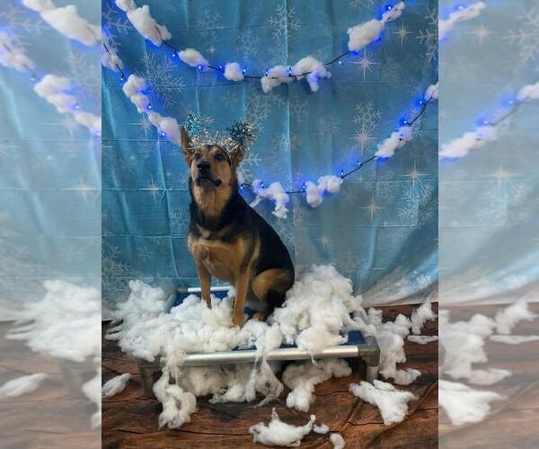Medium Photo #6 Mutt Puppy For Sale in New York, NY, USA