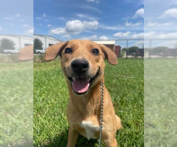 Medium Photo #2 Carolina Dog-Unknown Mix Puppy For Sale in Rosenberg, TX, USA