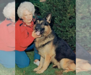 German Shepherd Dog Puppy for sale in HAMMOND, IN, USA