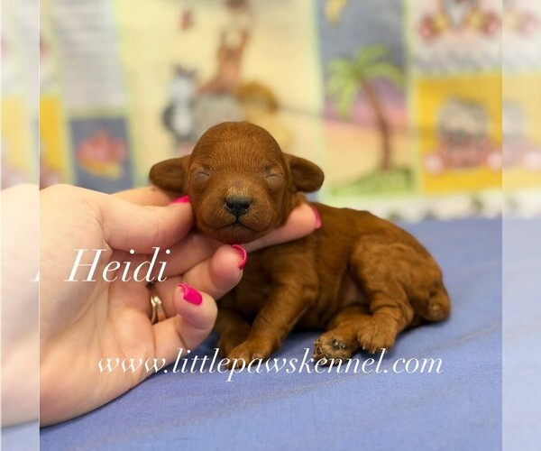 Medium Photo #1 Poodle (Toy) Puppy For Sale in WINNSBORO, LA, USA