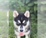 Puppy Sonic Siberian Husky