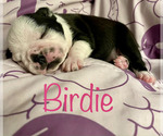Small Photo #2 French Bulldog Puppy For Sale in CUDAHY, WI, USA