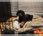 Small #4 Doberman Pinscher