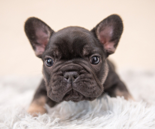 Medium Photo #1 French Bulldog Puppy For Sale in FOUNTAIN VALLEY, CA, USA
