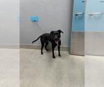 Small Mutt