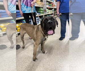 Enzo - Male Mastiff-Unknown Mix Dog for Adoption - Photo #9