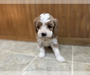 Medium Cavapoo (Miniature)
