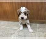 Puppy Everett Cavapoo (Miniature)