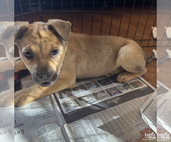 Medium Photo #4 Mutt Puppy For Sale in Washington, DC, USA