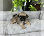 Small Photo #8 Pug Puppy For Sale in FRANKLIN, IN, USA