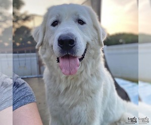 Golden Pyrenees Dogs for adoption in Washington, DC, USA