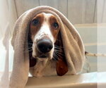 Small #3 Basset Hound