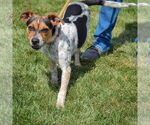 Small #1 Beagle Mix