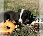 Small #2 Labrador Retriever