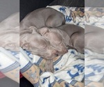 Small Photo #4 Weimaraner Puppy For Sale in CALDWELL, OH, USA