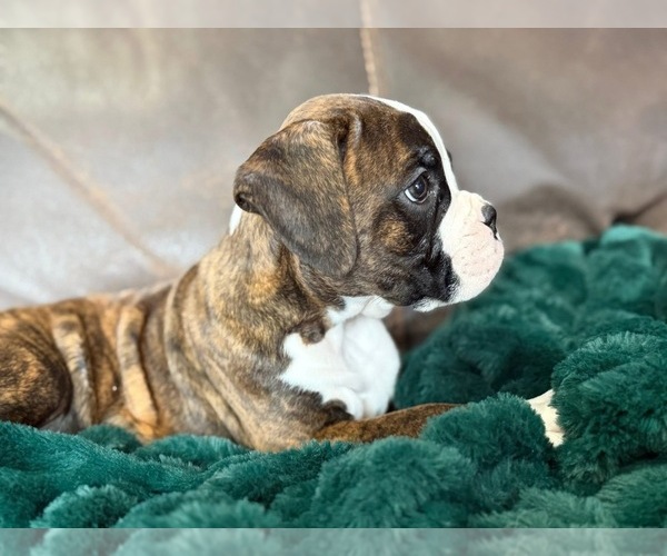 Medium Photo #4 Boxer Puppy For Sale in VICTORIA, TX, USA