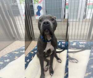 Mutt Dogs for adoption in Martinsburg, WV, USA