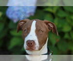 Small #11 American Pit Bull Terrier-Pointer Mix