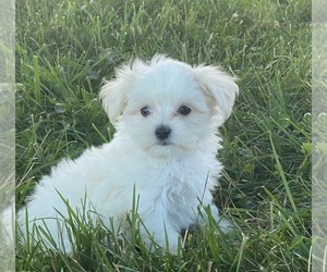 Medium Maltese