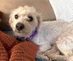 Small #3 Poodle (Miniature) Mix