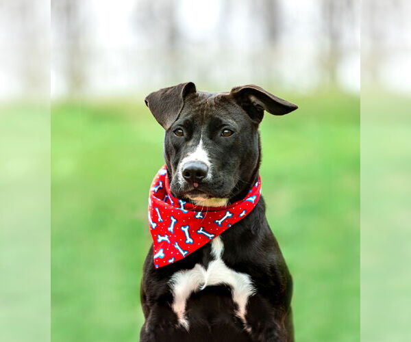 Medium Photo #1 Labrador Retriever-Unknown Mix Puppy For Sale in Unionville, PA, USA
