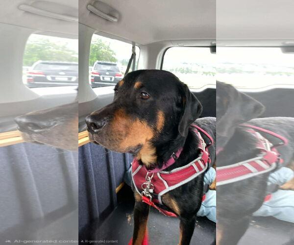Medium Photo #7 Rottweiler-Unknown Mix Puppy For Sale in White Hall, AR, USA