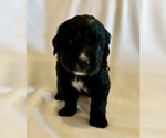 Small #6 Golden Mountain Dog