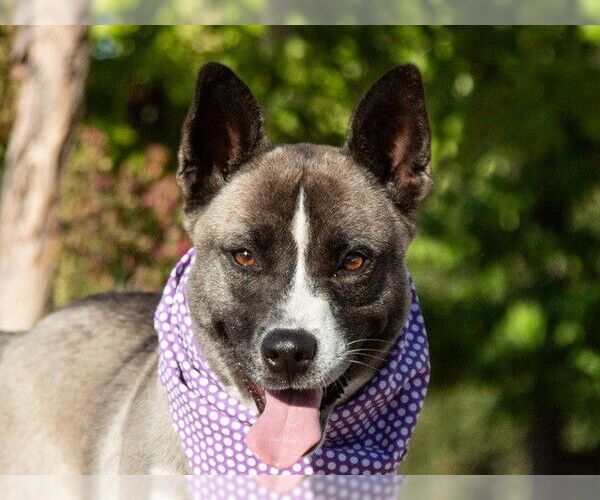 Medium Photo #1 Akita-Unknown Mix Puppy For Sale in San Andreas, CA, USA