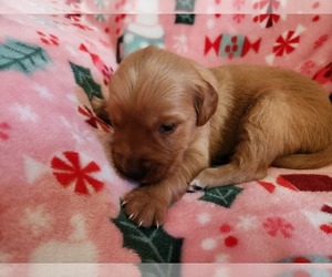 Golden Retriever Puppy for sale in BRANDON, WI, USA