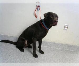 Labrador Retriever-Unknown Mix Dogs for adoption in Pasadena, TX, USA