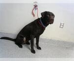 Small Labrador Retriever Mix