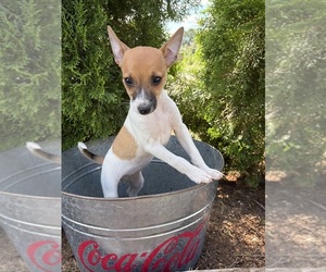 Jack-Rat Terrier Puppy for sale in MIDDLEBURY, IN, USA