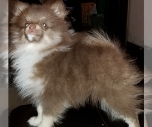 Pomeranian Dogs for adoption in CLEVELAND, OH, USA