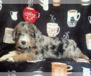 Aussiedoodle Miniature  Puppy for sale in LAKELAND, FL, USA