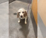 Small Beagle