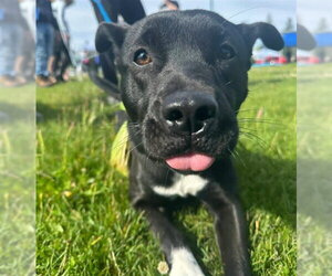 Labsky Dogs for adoption in Anchorage, AK, USA