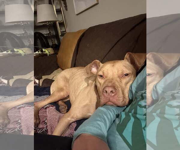 Medium Photo #4 Mutt Puppy For Sale in Greenville, SC, USA