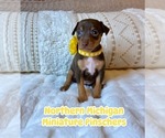 Image preview for Ad Listing. Nickname: Sunshine