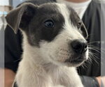 Small Mutt