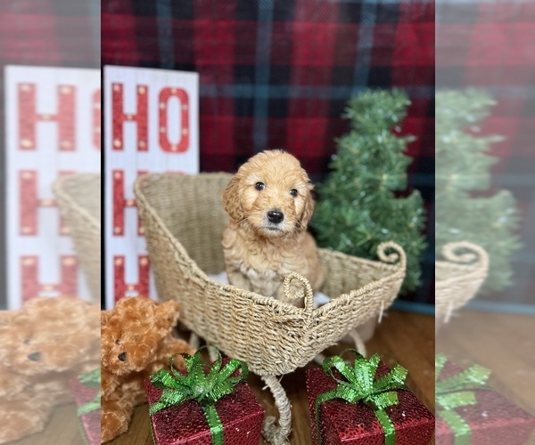 Medium Photo #15 Goldendoodle Puppy For Sale in OXFORD, GA, USA
