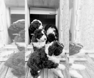 Sheepadoodle Litter for sale in BELLEVILLE, AR, USA