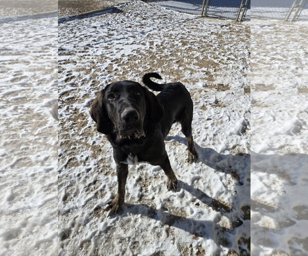 Medium Photo #3 Black and Tan Coonhound-Mastiff Mix Puppy For Sale in Maquoketa, IA, USA