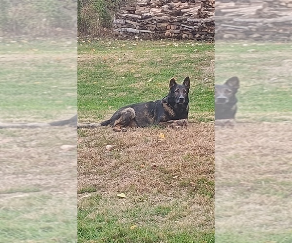 Medium Photo #7 German Shepherd Dog Puppy For Sale in BEAVER FALLS, PA, USA