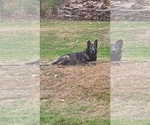 Small #6 German Shepherd Dog
