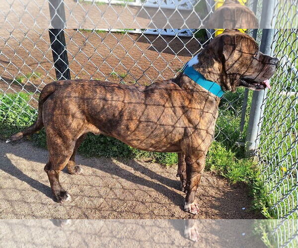 Medium Photo #12 Mutt Puppy For Sale in Virginia Beach, VA, USA