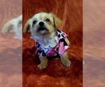 Small Photo #88 Yorkshire Terrier Puppy For Sale in AKRON, OH, USA