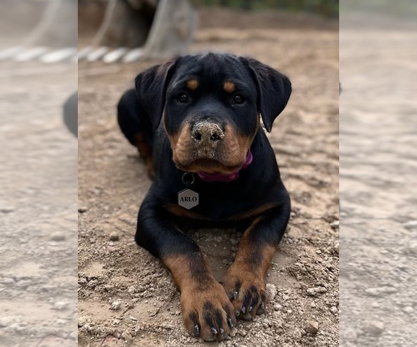 Medium Photo #26 Rottweiler Puppy For Sale in VONORE, TN, USA