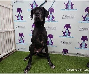 Great Dane Dogs for adoption in Orlando, FL, USA